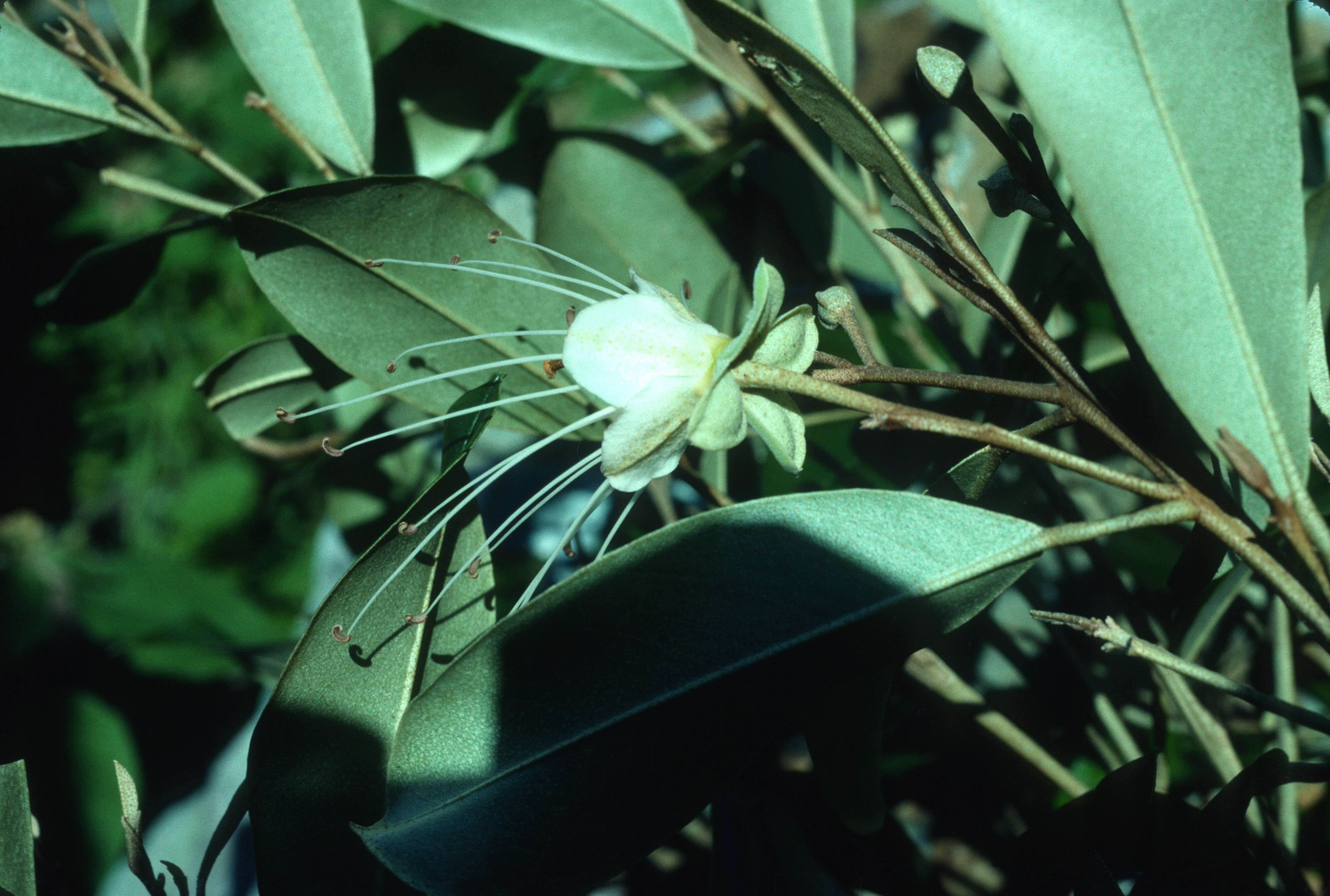 Image of Quadrella cynophallophora (L.) Hutch.