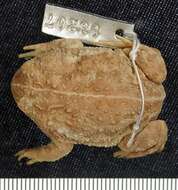 Image of American Ground Frog