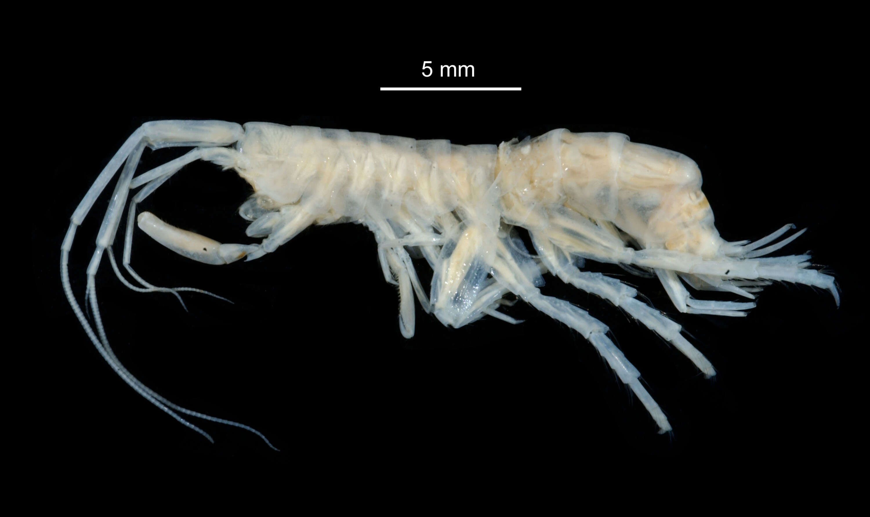 Image of Melitidae