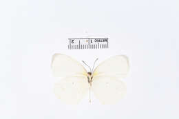 صورة Eurema albula (Cramer (1775))