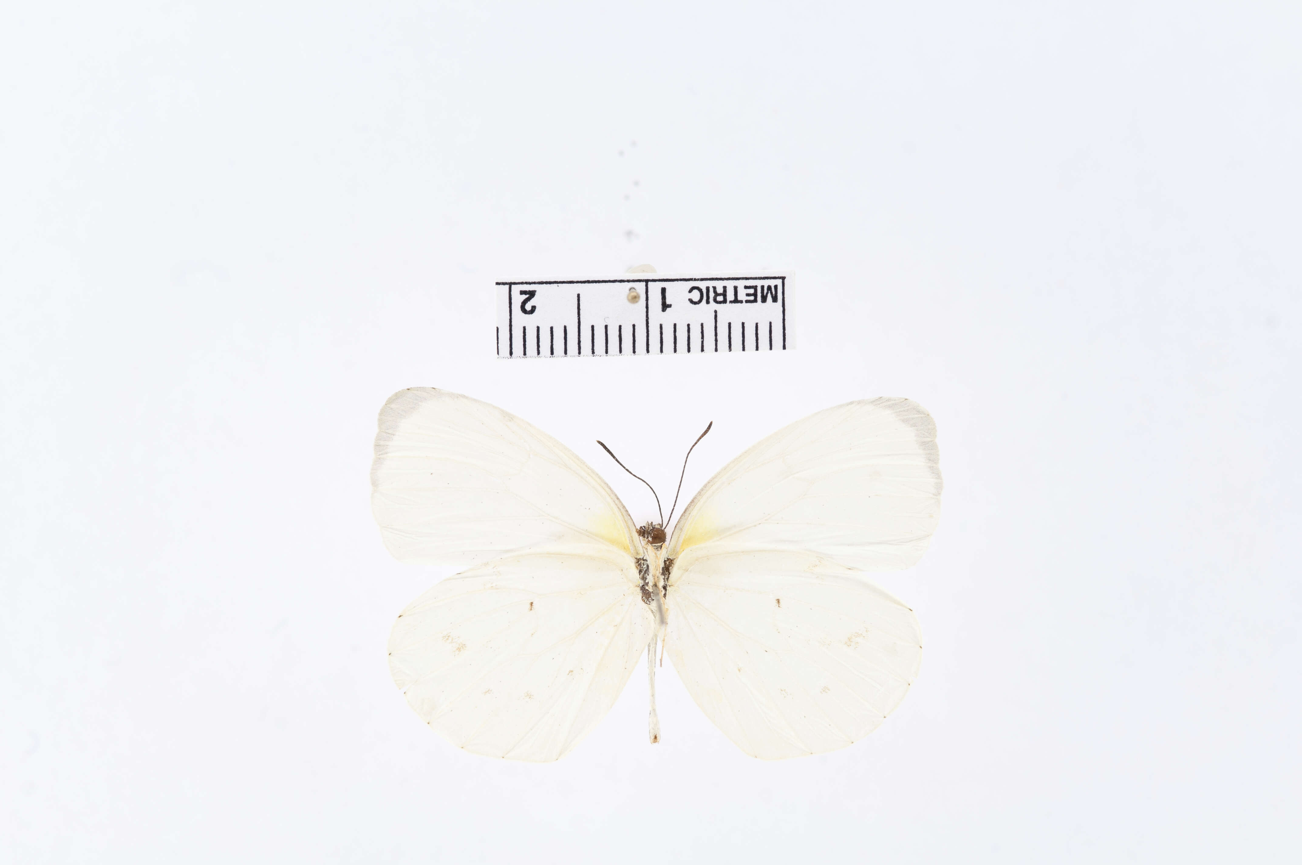 صورة Eurema albula (Cramer (1775))