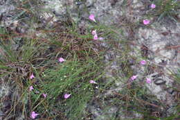 Image of threadleaf false foxglove