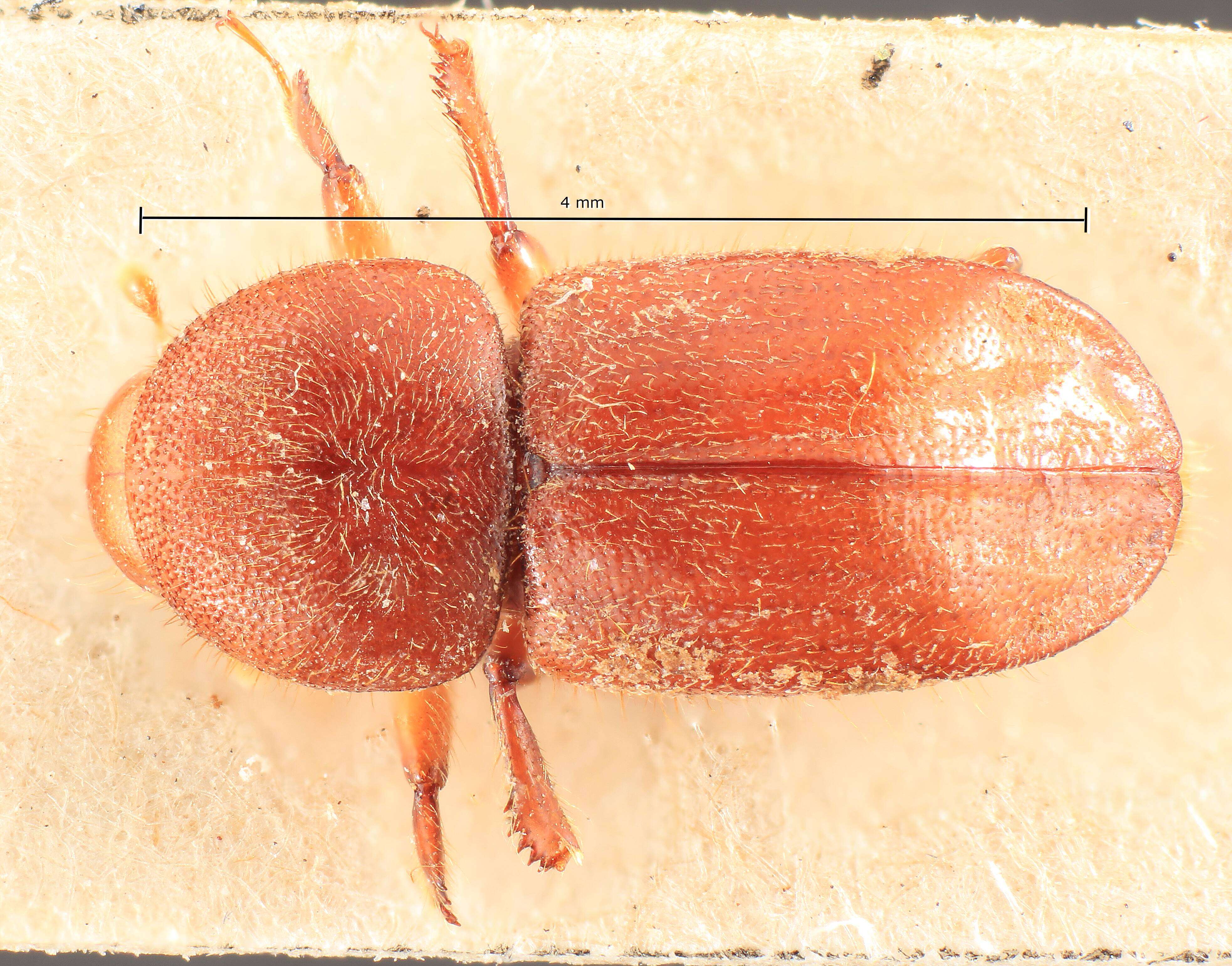 Image of Xyleborus novus Eggers 1923