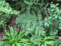 Image of royal fern