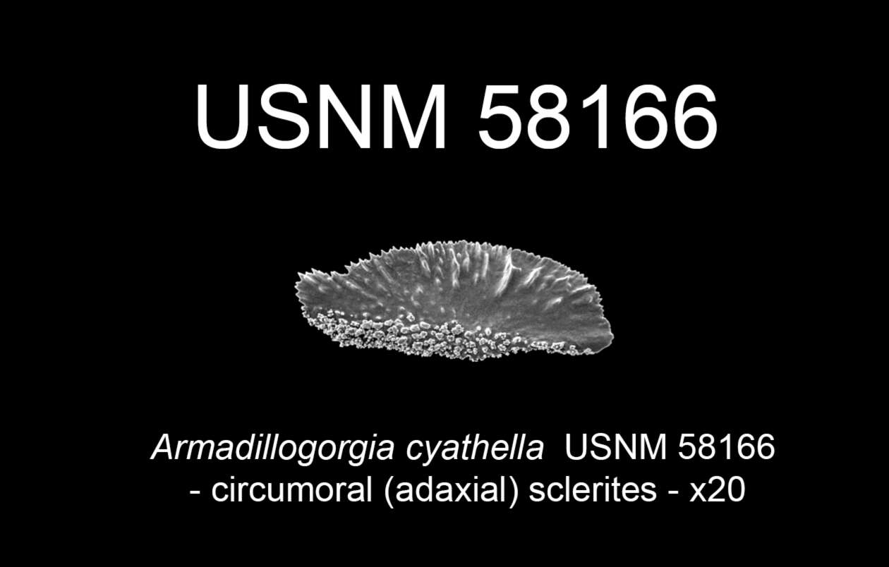 Image de Armadillogorgia Bayer 1980