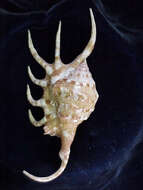 Image of orange spider conch