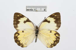 Image of Belenois zochalia (Boisduval 1836)