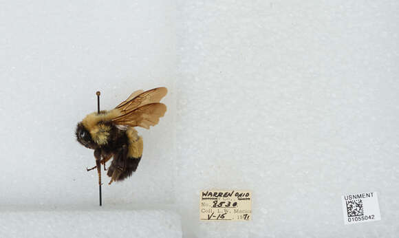 Слика од Bombus affinis Cresson 1864