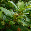 Image de Rondeletia parviflora Poir.