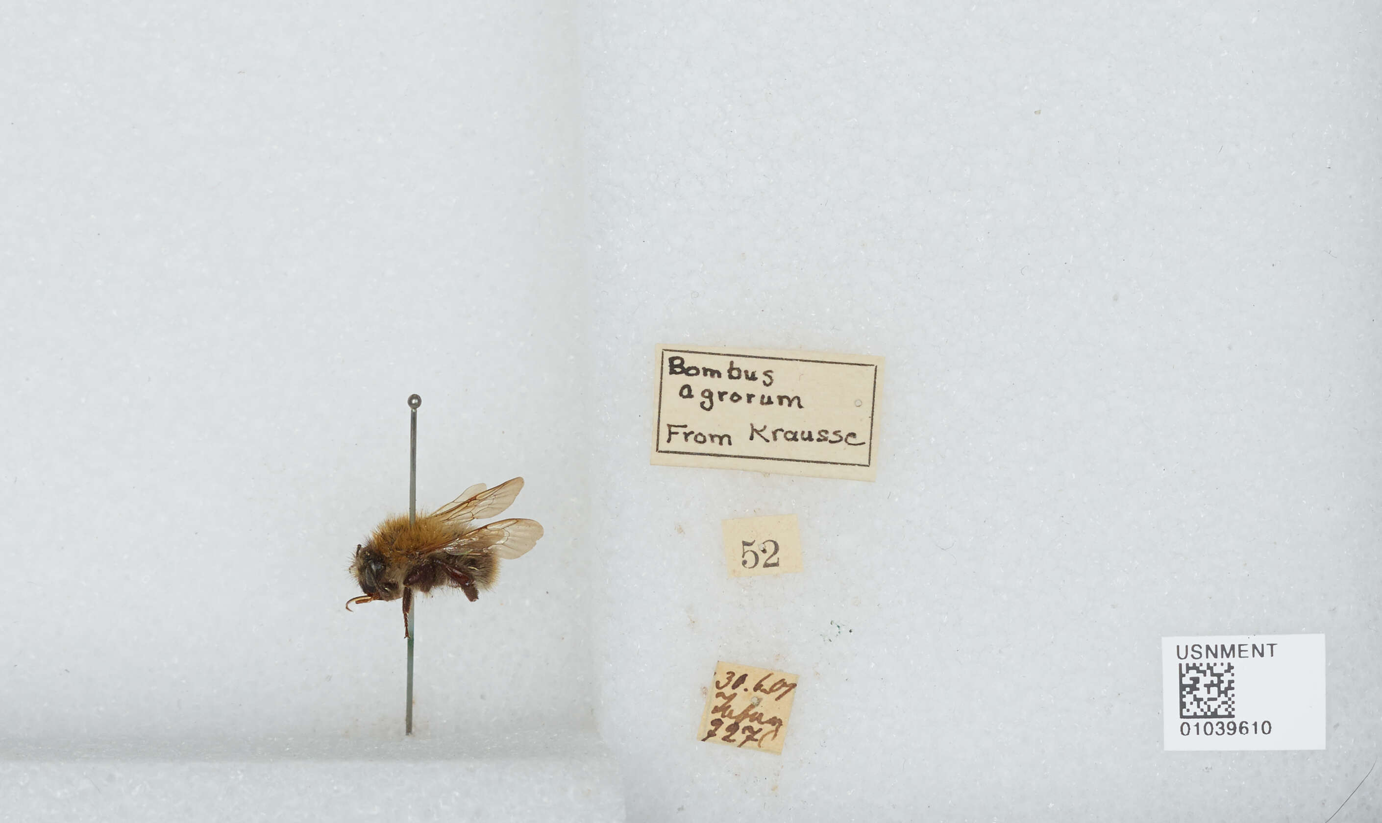 Image of Common carder bumblebee