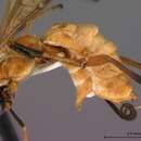 Image of Compsobraconoides cinnamomi Fortier & Nishida 2004