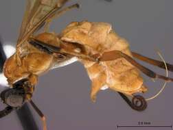 Image of Compsobraconoides cinnamomi Fortier & Nishida 2004