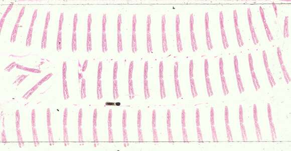 Image of Rectocephala exotica Hyman 1953