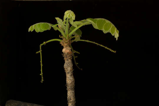 صورة Comocladia macrophylla (Hook. & Arn.) L. Riley