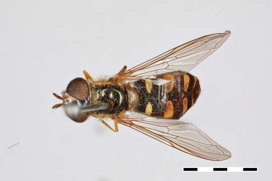 Image of Xanthogramma divisa Williston 1882