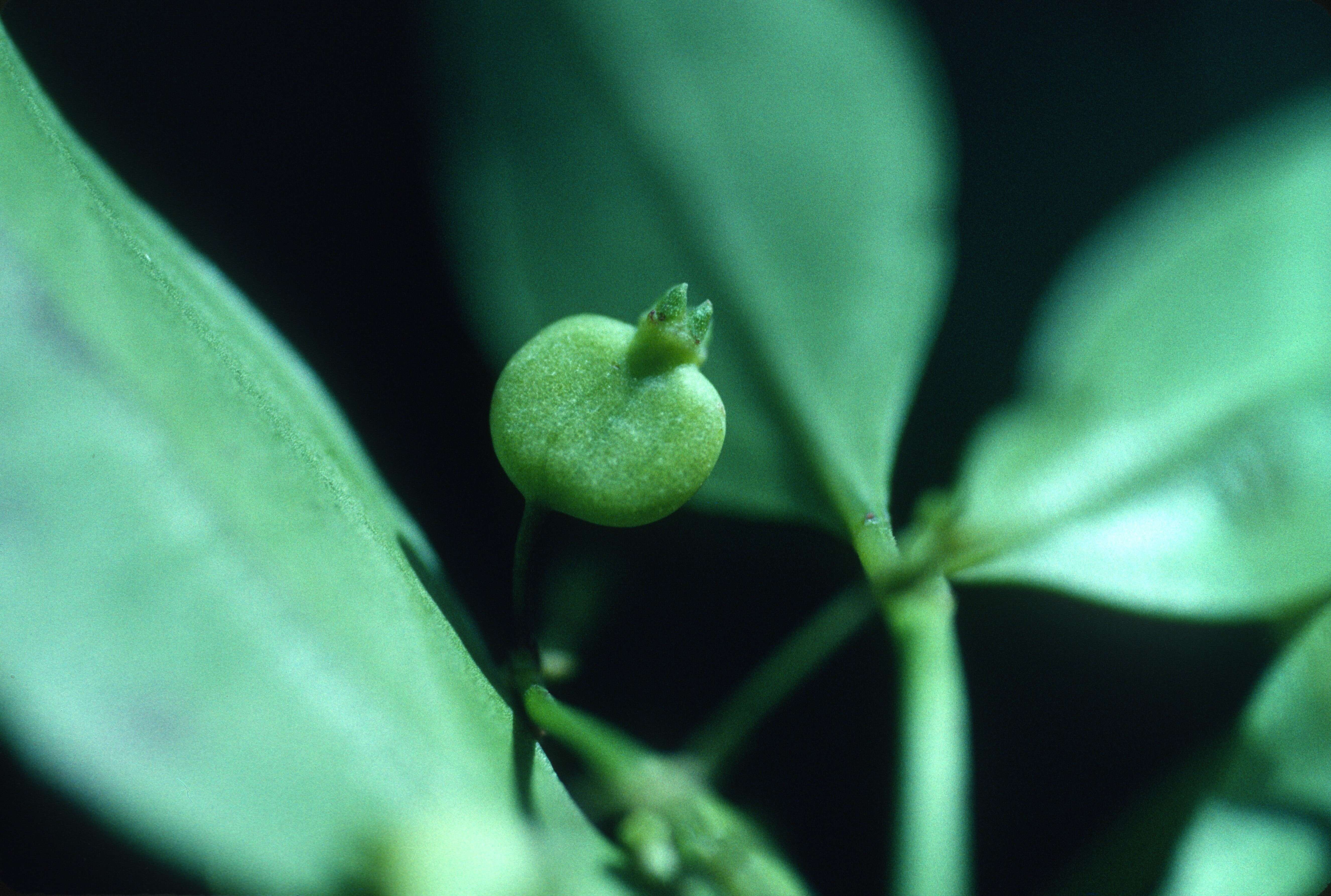 Image de Chiococca alba (L.) Hitchc.