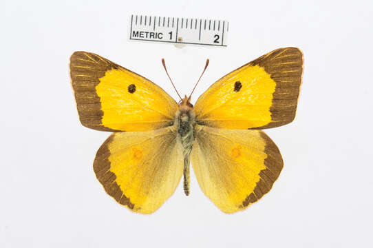 Image of Colias fieldii Ménétriès 1855