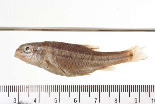 Image of Manantial roundnose minnow