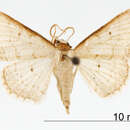 صورة Idaea costifera Dyar 1914