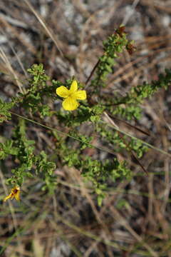 Image of Flatwoods St. John's-Wort