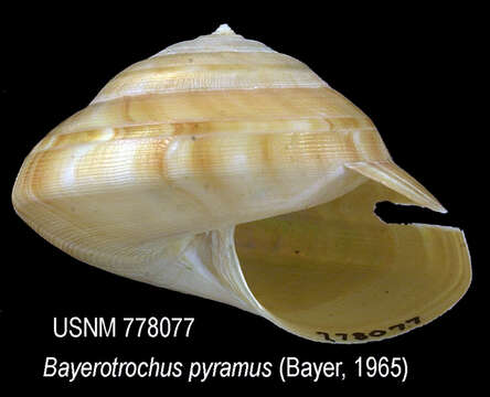 صورة Bayerotrochus pyramus (Bayer 1967)