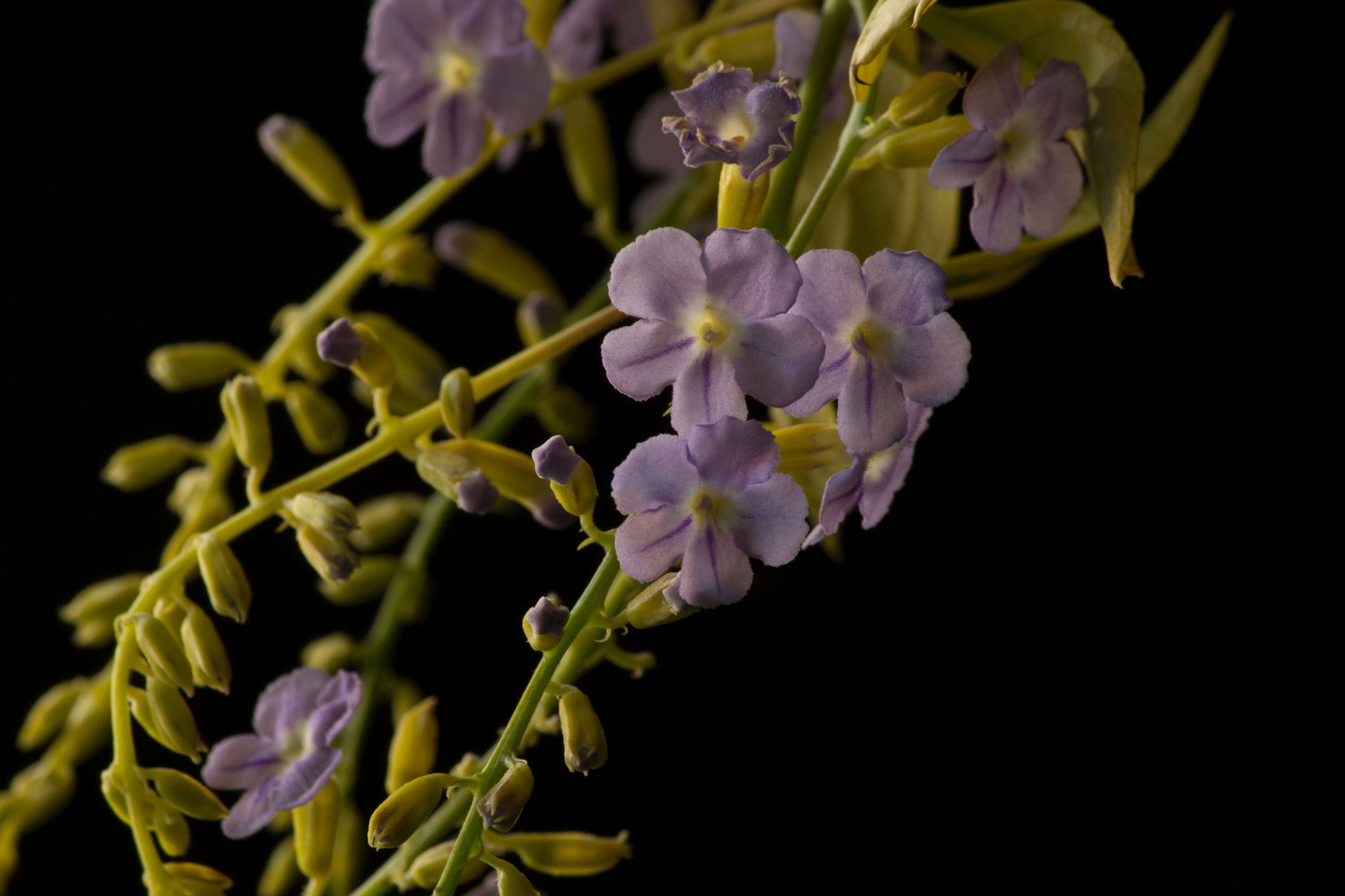 Duranta erecta L. resmi