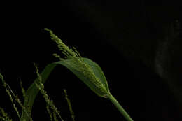 Image of Guinea Grass