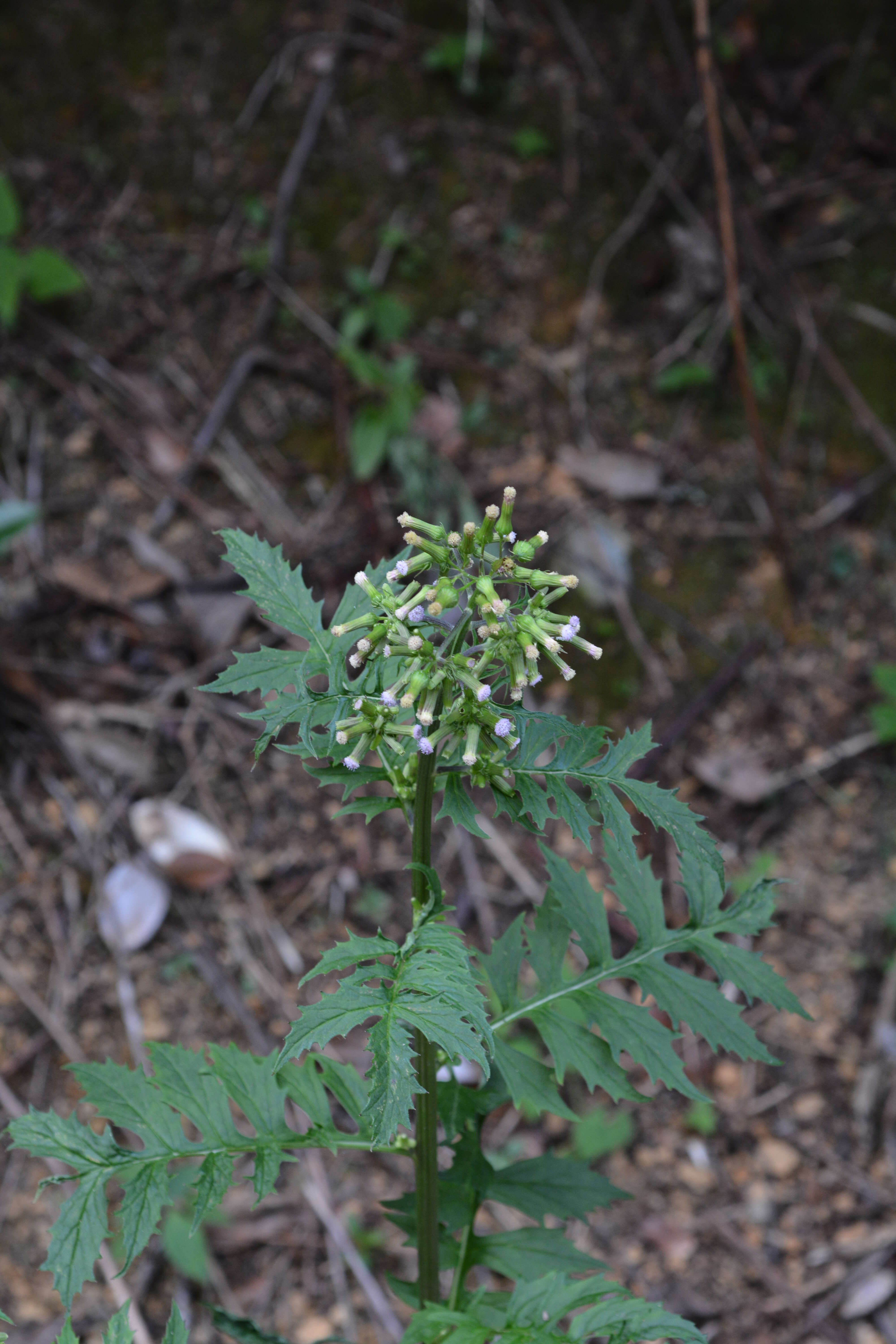 صورة Erechtites valerianifolius (Wolf ex Rchb.) DC.