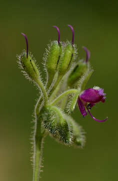 Image of Tinantia erecta (Jacq.) Fenzl