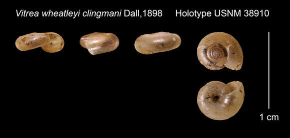 Image of <i>Vitrea wheatleyi clingmani</i> Dall