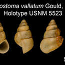 صورة <i>Cyclostoma vallatum</i> Gould