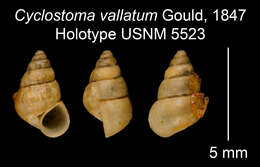 صورة <i>Cyclostoma vallatum</i> Gould