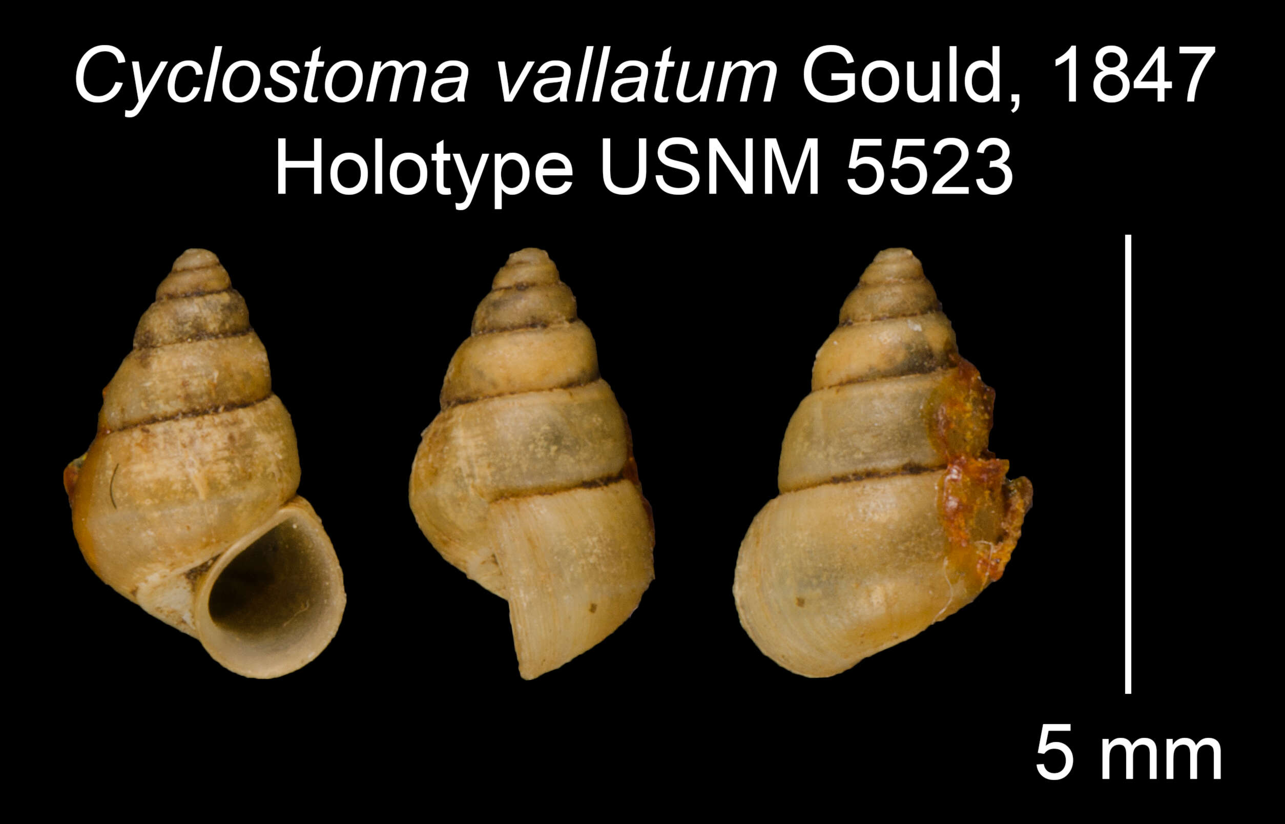 صورة <i>Cyclostoma vallatum</i> Gould