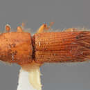 صورة Sampsonius usurpatus Wood 1974