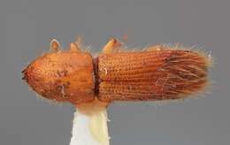 صورة Sampsonius usurpatus Wood 1974