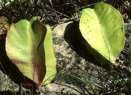 Oenothera macrocarpa subsp. macrocarpa resmi