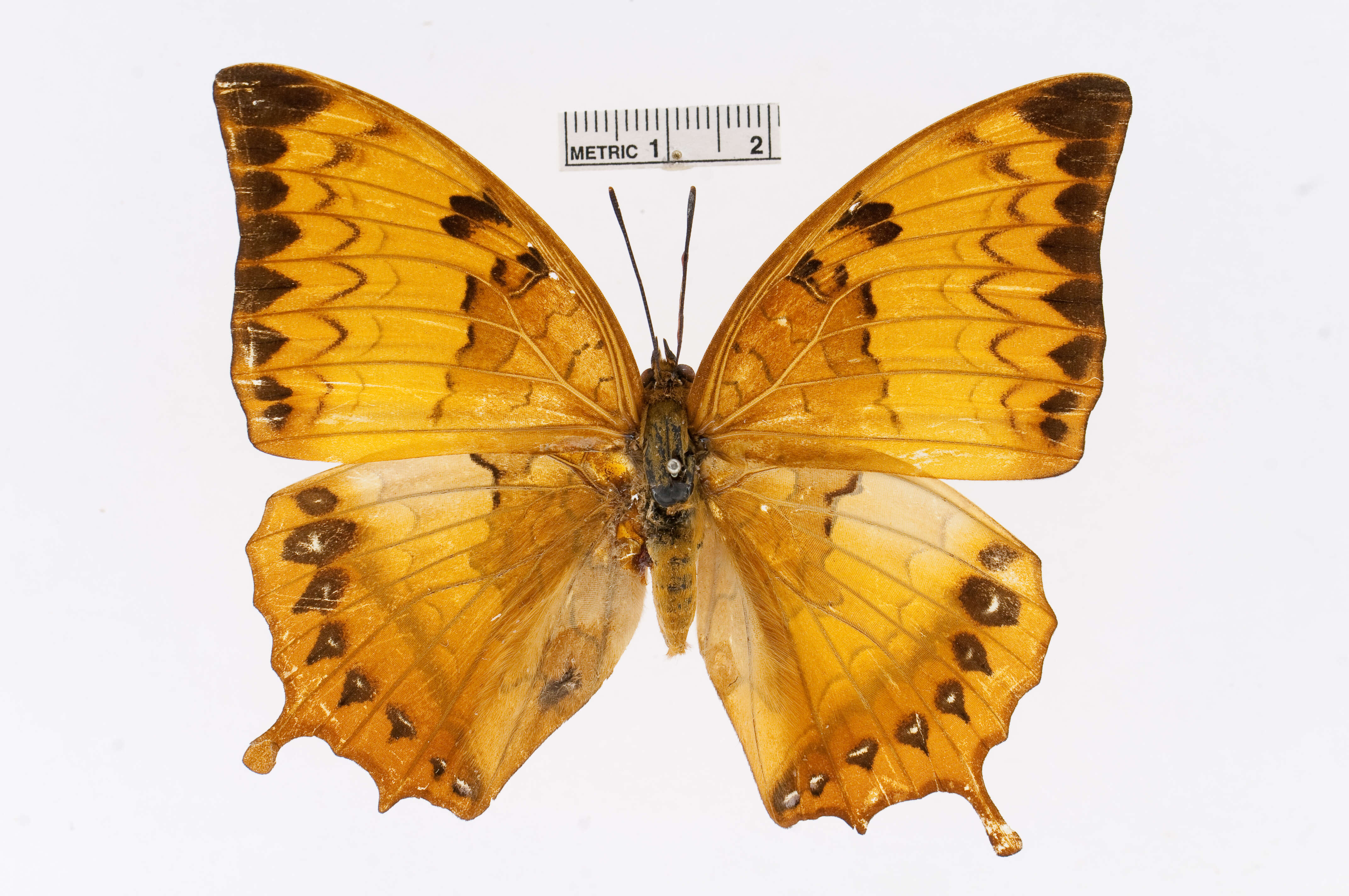 Charaxes kahruba resmi