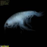 Image of Amphipoda