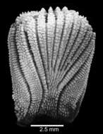 Image of Platytrochus stokesii (Lea 1833)