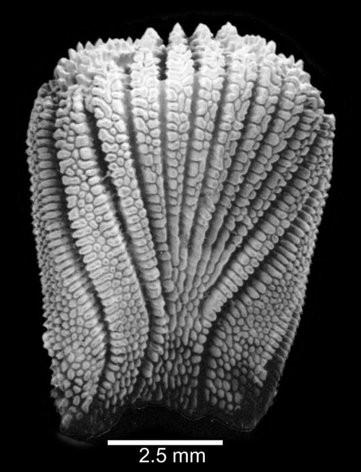 Image de Platytrochus Milne Edwards & Haime 1848