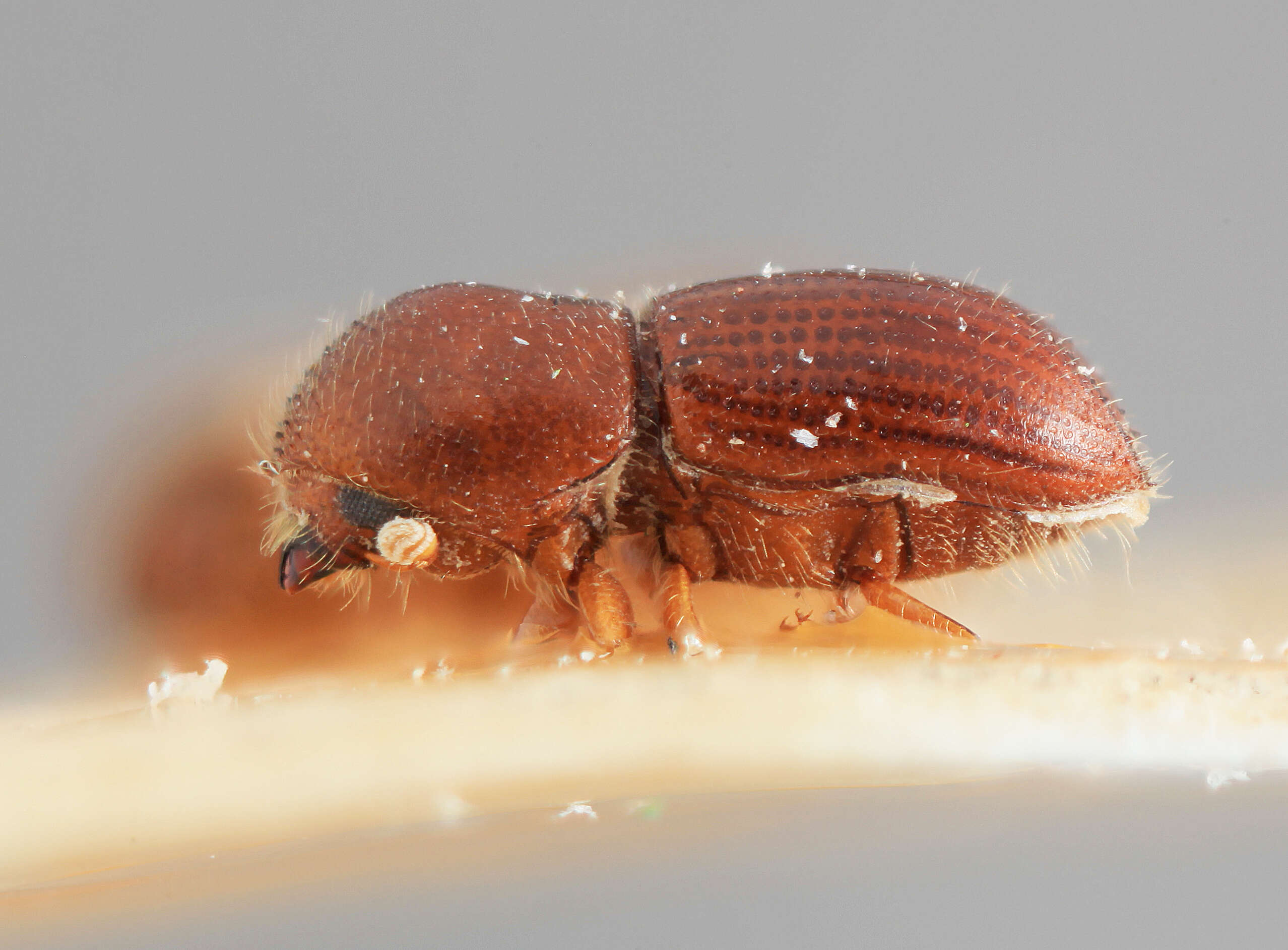 Image of Coptoborus spicatus Wood 2007