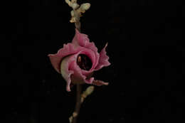 Image of Gossypium aridum (Rose & Standl.) Skovsted