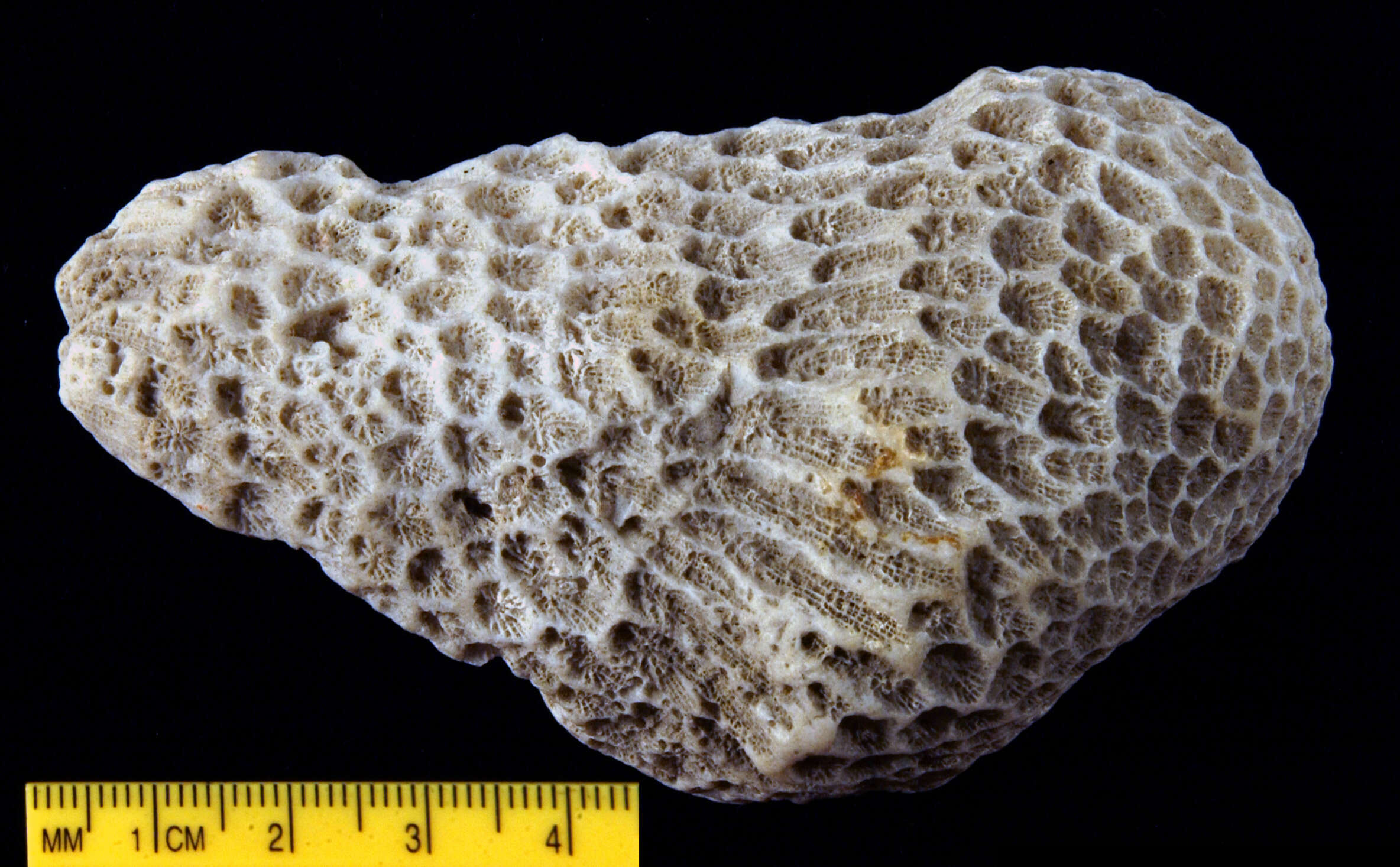 Image of lesser star coral