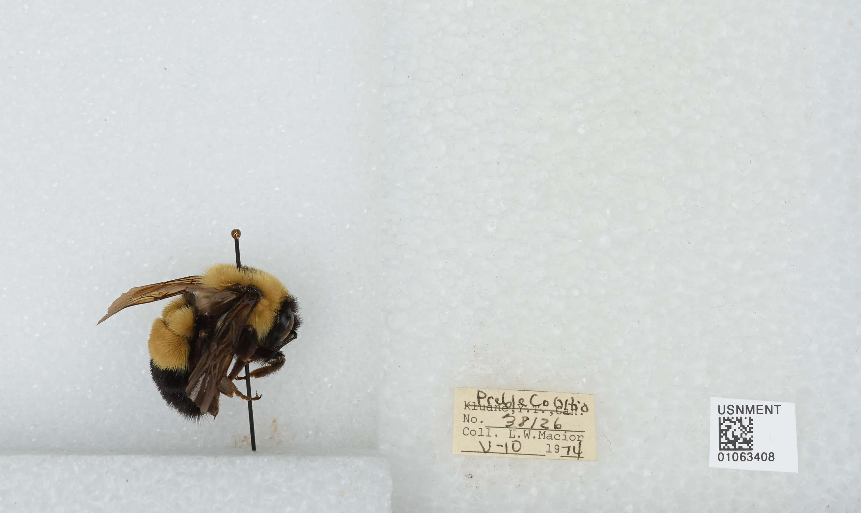 Слика од Bombus affinis Cresson 1864