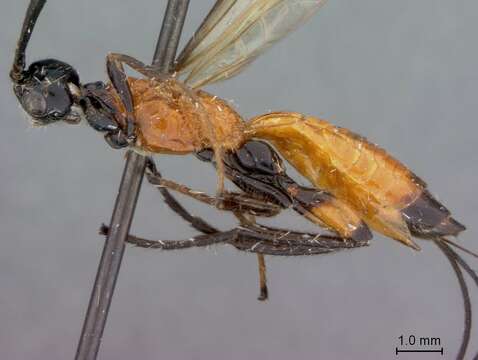 Image of Liobracon fasciatus Marsh 2002