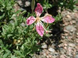 Imagem de Oenothera canescens Torr.