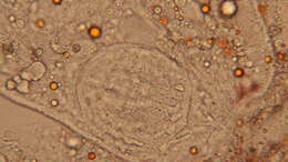 Image of Rhabdocoela