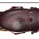 Image de Canthon (Glaphyrocanthon) variabilis (Martinez 1948)