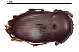 Image of Canthon (Glaphyrocanthon) variabilis (Martinez 1948)