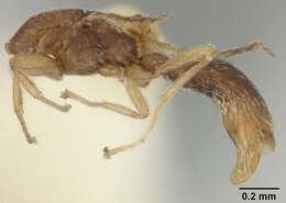 Image of Probolomyrmex Mayr 1901